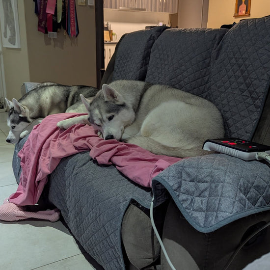 Huskies on PEMF mats